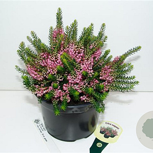 Erica vagans 'St Keverne' GM P9.5 2 jaar