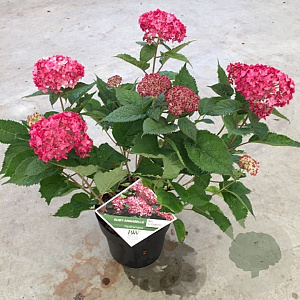 Hydrangea a. Ruby Annabelle 25-30 cm 3,5L