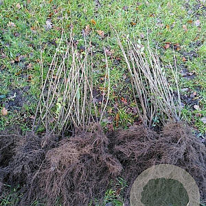 Ligustrum vulgare 60-100 cm wortelgoed