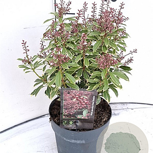 Pieris jap. Polar Passion 30-40 cm 2,0L