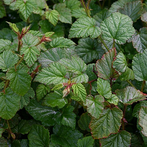 Rubus tricolor 25-30 cm 2,0L