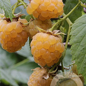 Rubus idaeus 'Golden Bliss' 60-70 cm 2,0L
