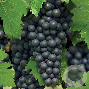 Vitis 'Regent' 25-30 cm 2,0L