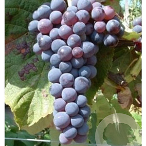 Vitis 'Venus' 25-30 cm 2,0L