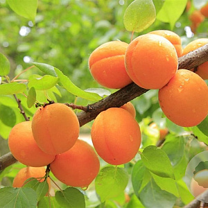 Prunus ar. 'Early Orange' 6-8 HO container