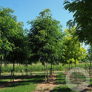 Robinia margaretta 'Casque Rouge' 8-10 HO met kluit