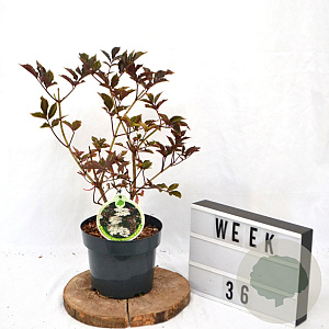 Sambucus nigra 'Guincho Purple' 40-60 cm 3,0L