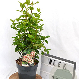 Viburnum tin. Lisarose 40-60 cm 3,0L