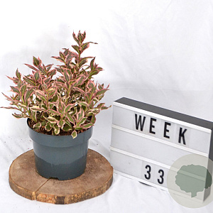 Weigela florida All Summer Monet 40-60 cm 3,0L