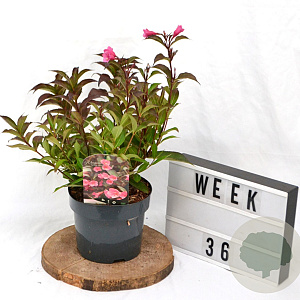 Weigela 'Minuet' 40-60 cm 3,0L