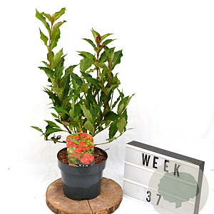 Weigela 'Red Prince' 40-60 cm 3,0L