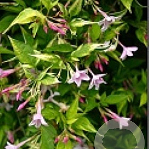 Jasminum stephanense 40-60 cm 2,0L met stok