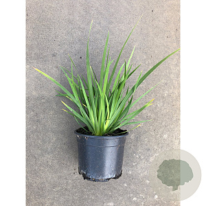 Libertia grandiflora GM 1.5