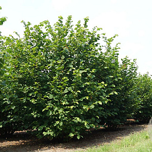 Corylus avellana 200-250 cm draadkluit meerstammig