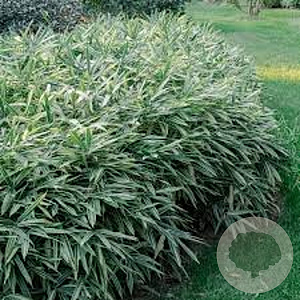 Pleioblastus variegatus GM  P11