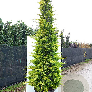 Cupressocyparis l. 'Gold Rider' 100-125 cm met kluit 30-40 haagplant