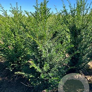 Taxus baccata 60-80 cm met kluit 30-35 haagplant