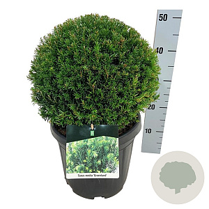 Taxus media 'Groenland' 60-80 cm met kluit 30-35 haagplant