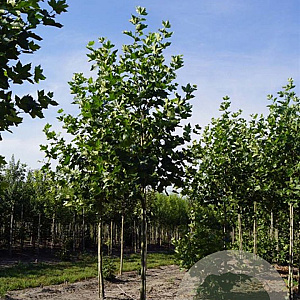 Platanus hispanica 'Pyramidalis' 20-25 HO draadkluit