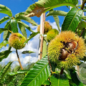 Castanea sativa x crenata Bouche de Betizac GM 10L