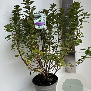 Rhododendron viscosum 40-50 cm 5,0L