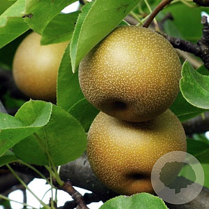 Pyrus pyrifolia 'Nijisseiki' GM 11L