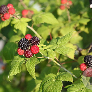 Rubus idaeus 'Glen Coe' GM C3
