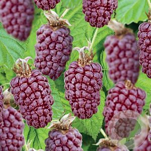 Rubus loganobaccus GM C3