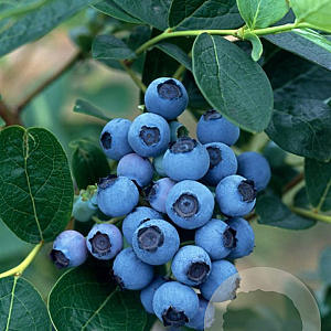 Vaccinium c. 'Bluejay' GM C3