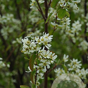 Amelanchier alnifolia 'Honeywood' GM 1,7L