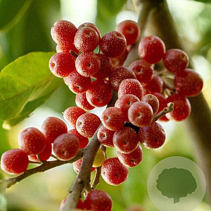 Elaeagnus umbellata 'Brilliant Rose' GM 1,7L