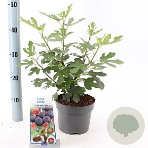 Ficus carica 'Little Miss Figgy' GM 1,7L
