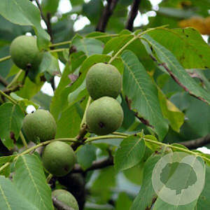 Juglans regia 'Franquette' GM 10L