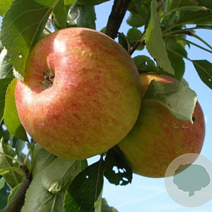 Malus domestica 'Benoni' GM 11L