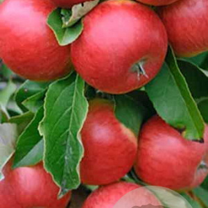 Malus domestica 'Discovery' GM 7,5L