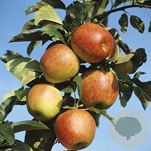 Malus domestica 'Reine des Reinettes' GM 11L