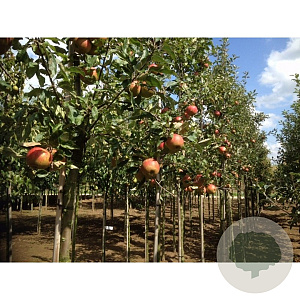 Malus domestica 'Summerred' GM 11L