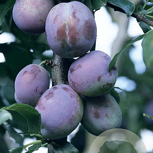 Prunus domestica 'Marjorie's Seedling' GM 11L