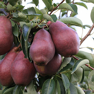 Pyrus communis 'Rode Williams' GM 11L