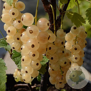 Ribes rubrum 'Zitavia' GM 1,7L