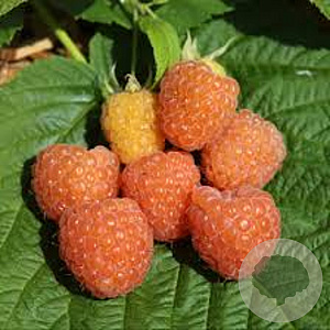 Rubus idaeus 'Valentina' GM 1,7L