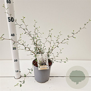Sophora prostata 'Little Baby' 30-40 cm 2,5L