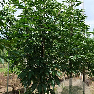 Aesculus indica 10-12 HO draadkluit