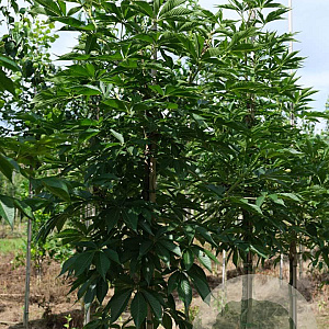 Aesculus indica 10-12 HO draadkluit