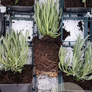 Lavandula int. 'Edelweiss' GM P9
