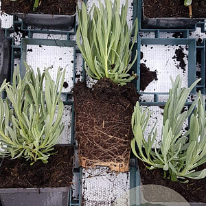 Lavandula int. 'Edelweiss' GM P9