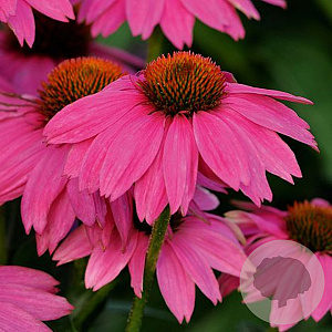 Echinacea p. Powwow Wild Berry GM P9