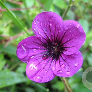 Geranium 'Ann Folkard' GM P9