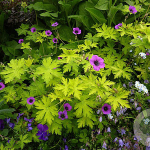 Geranium 'Ann Folkard' GM P9
