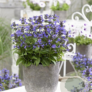 Nepeta Neptune GM P9